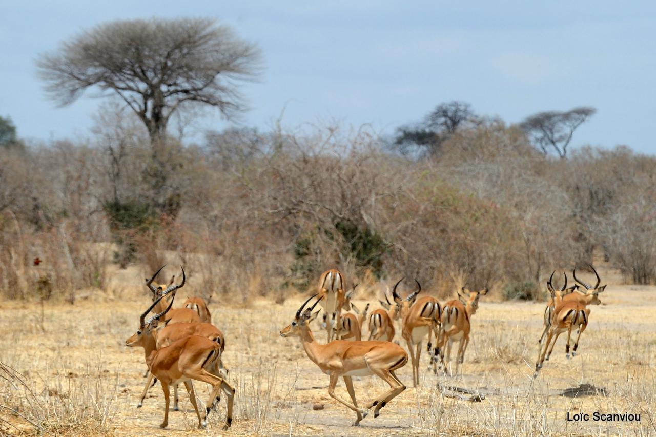 Impala (8)