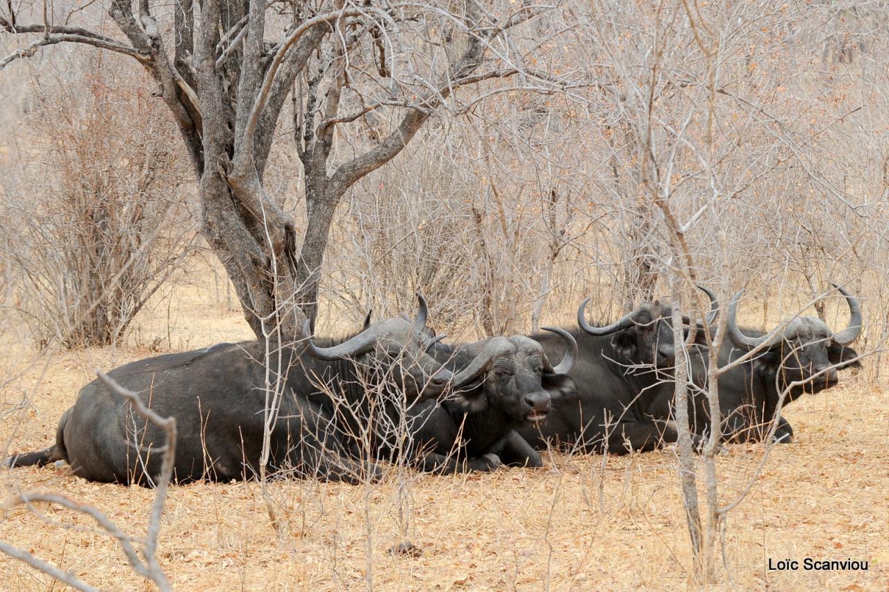 Buffle du Cap/Cape Buffalo (3)