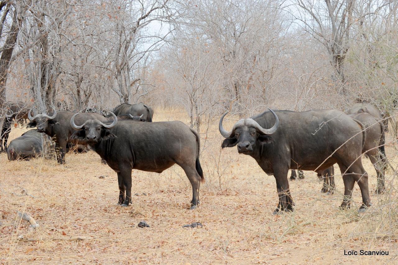 Buffle du Cap/Cape Buffalo (4)