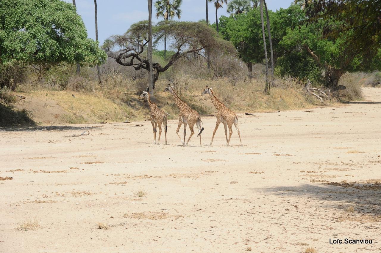 Girafe/Giraffe (16)