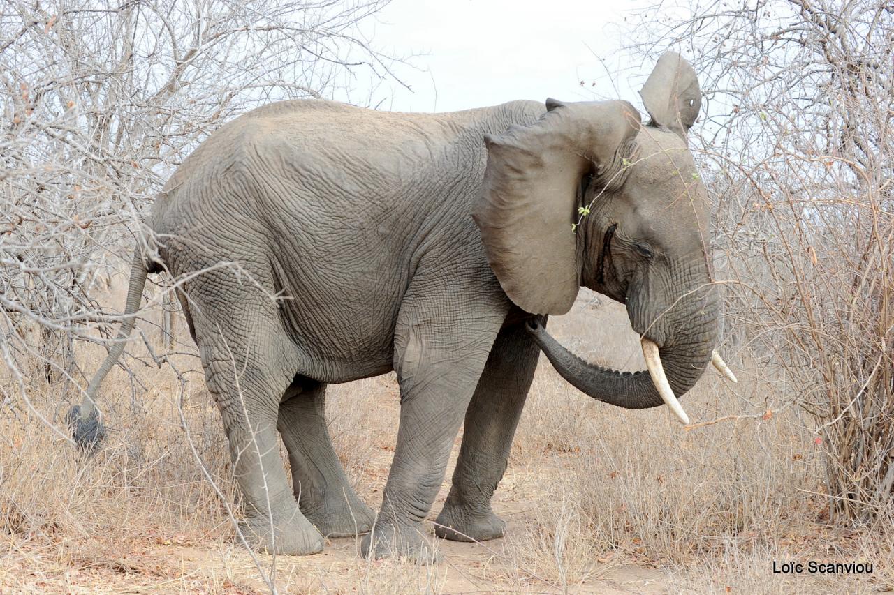 Eléphant (52)