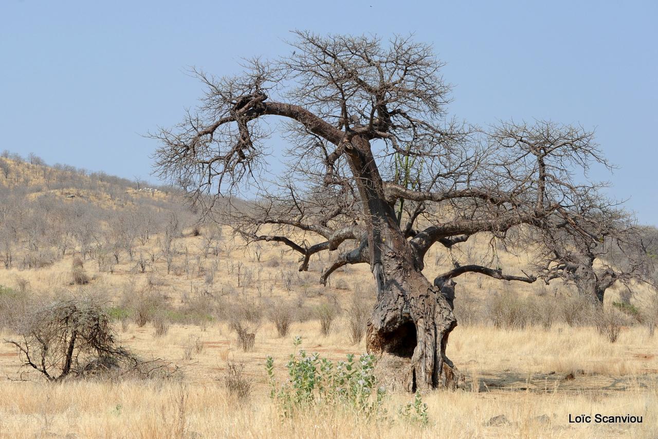 Ruaha (9)