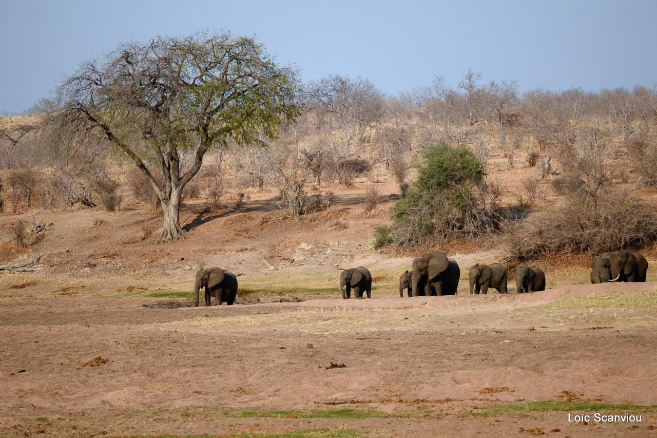 Elephant (99)
