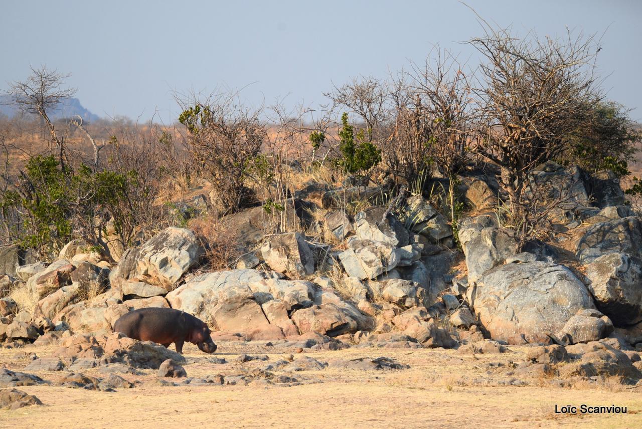 Hippopotame/Hippopotamus( 1)