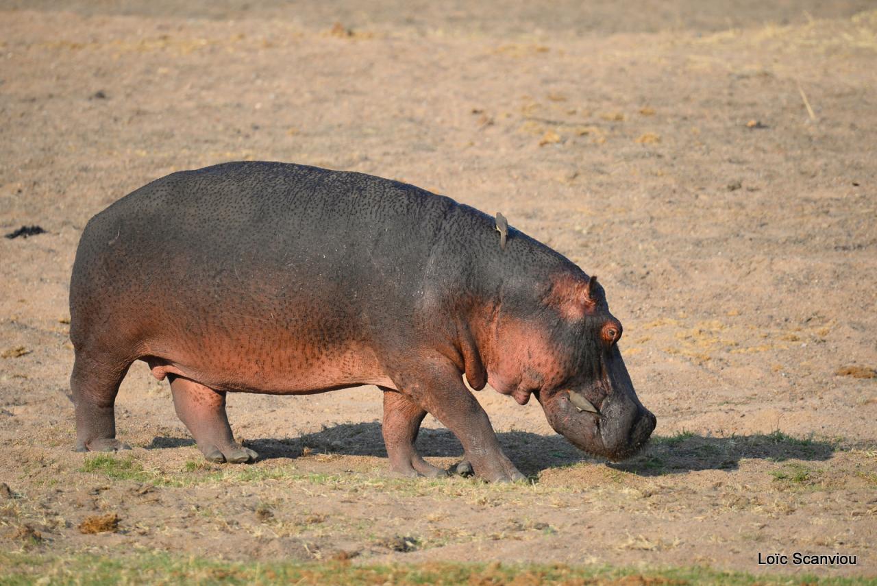 Hippopotame/Hippopotamus (2)