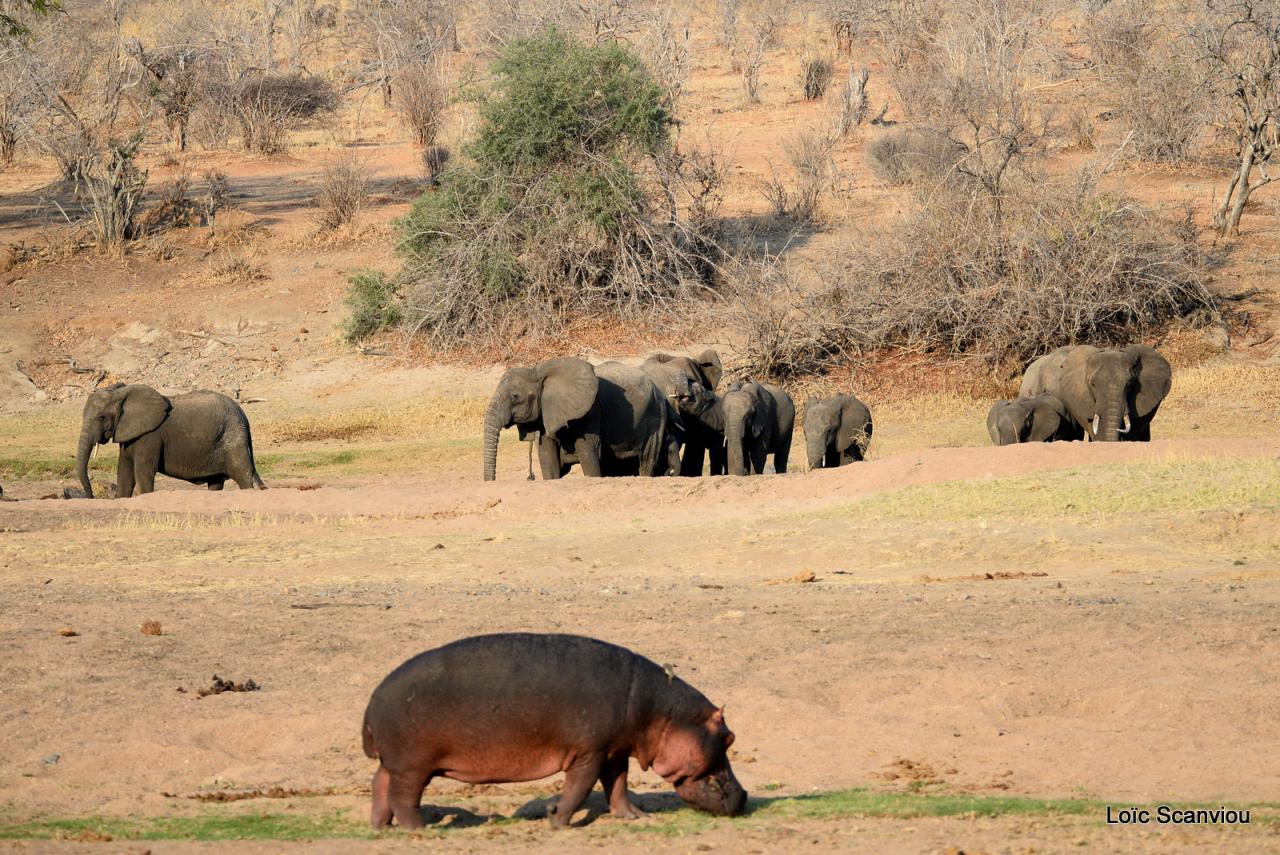 Hippopotame et éléphants (1)
