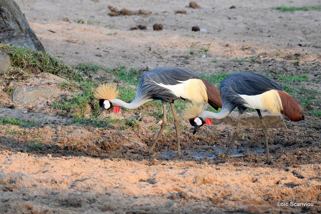 Grue couronnée/Grey-crowned Crane (1)