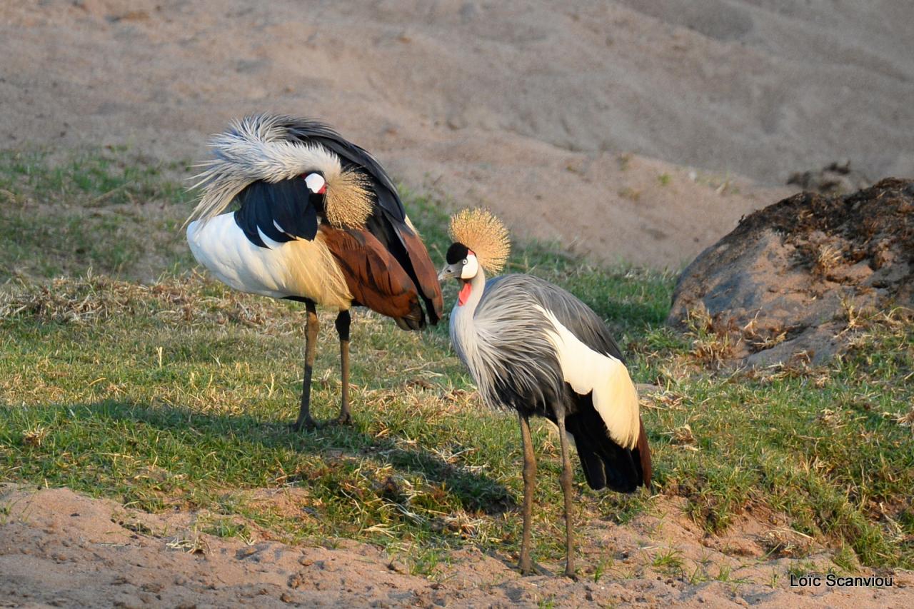 Grue couronnée/Grey-crowned Crane 