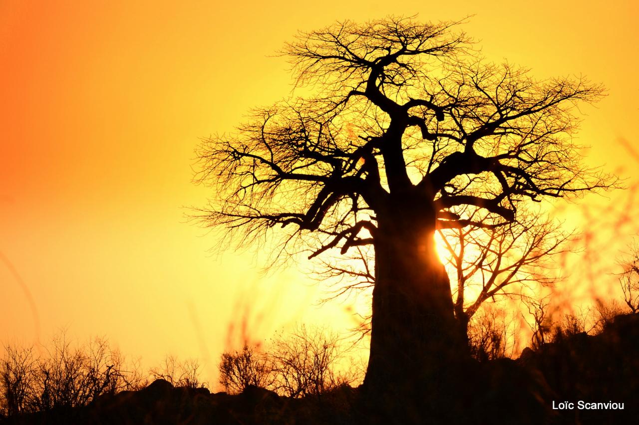 Baobab/Baobab Tree (8)