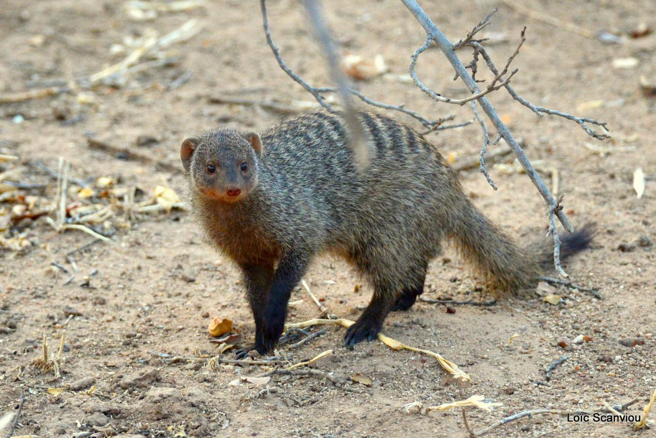 Mangouste/Mongoose (1)