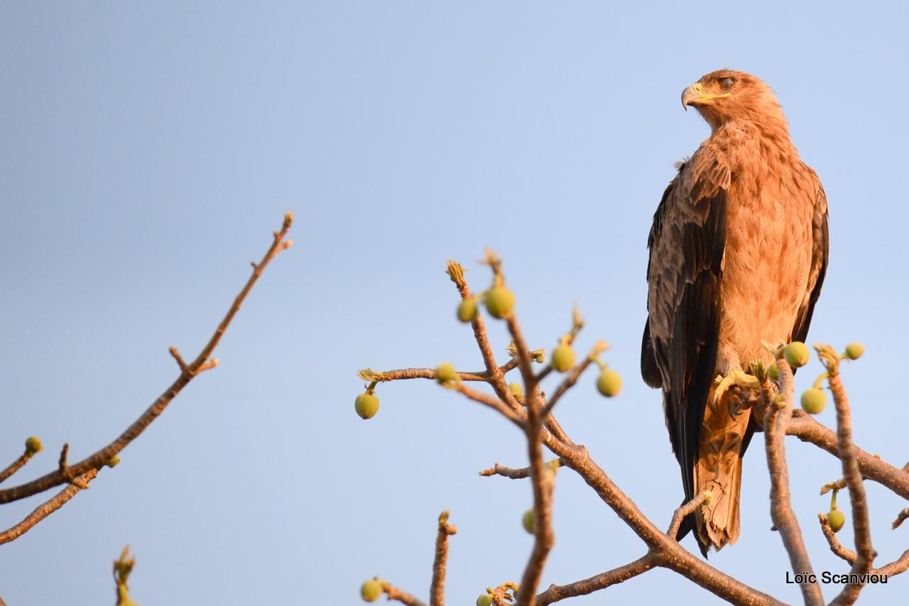 Ruaha octobre 2017 (181)