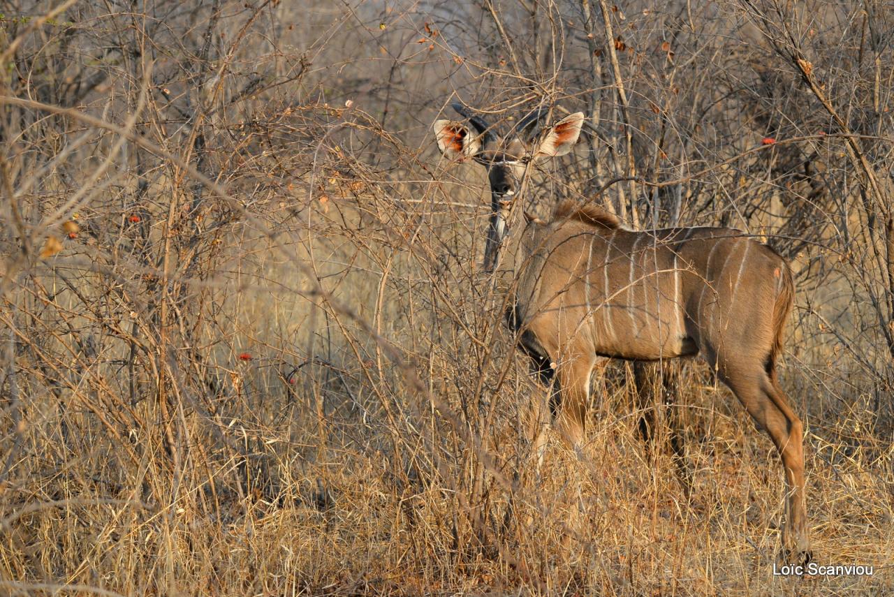 Koudou/Kudu (6)