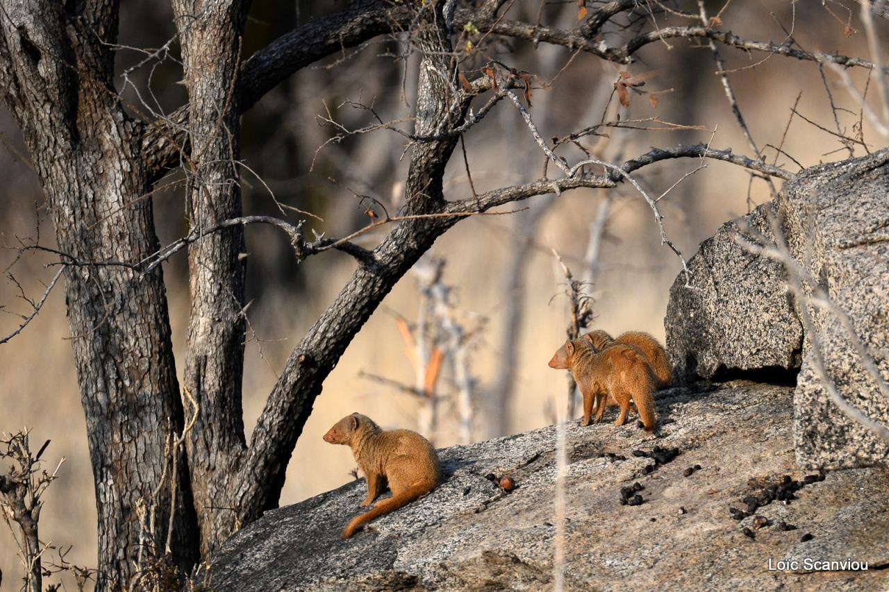 Mangouste/Mongoose (2)