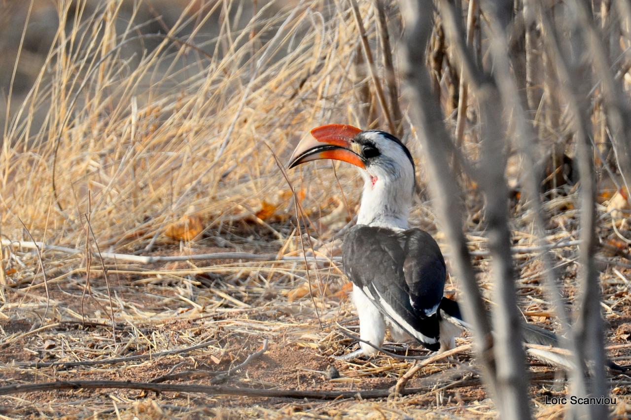 Calao de der Decken/Von der Decken's Hornbill (1)