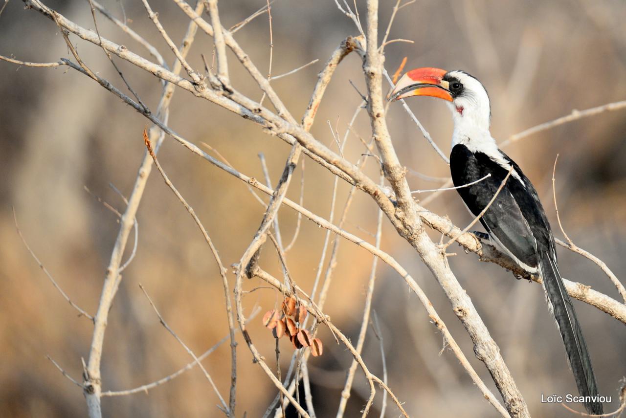 Calao de der Decken/Von der Decken's Hornbill (2)