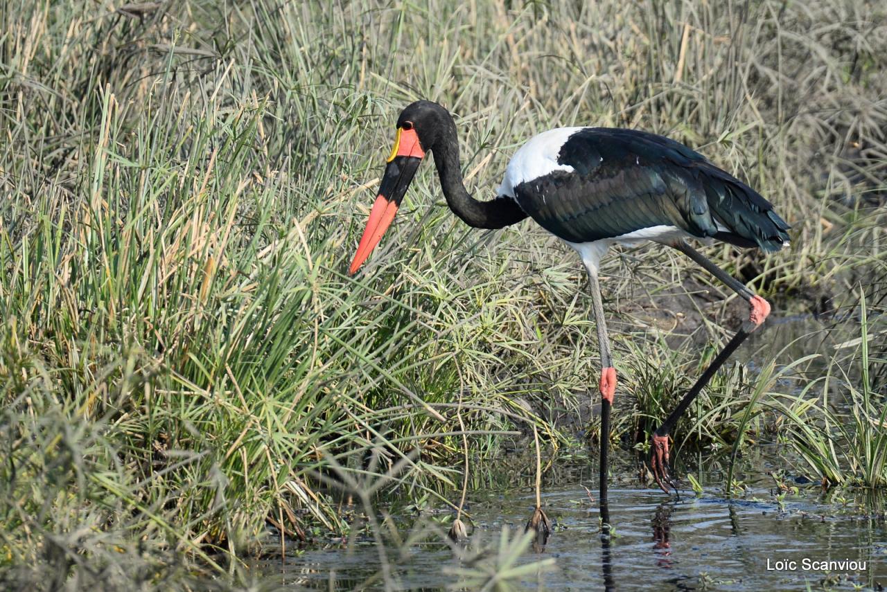 Jabiru d'Afrique/Saddle-billed Stork (1)
