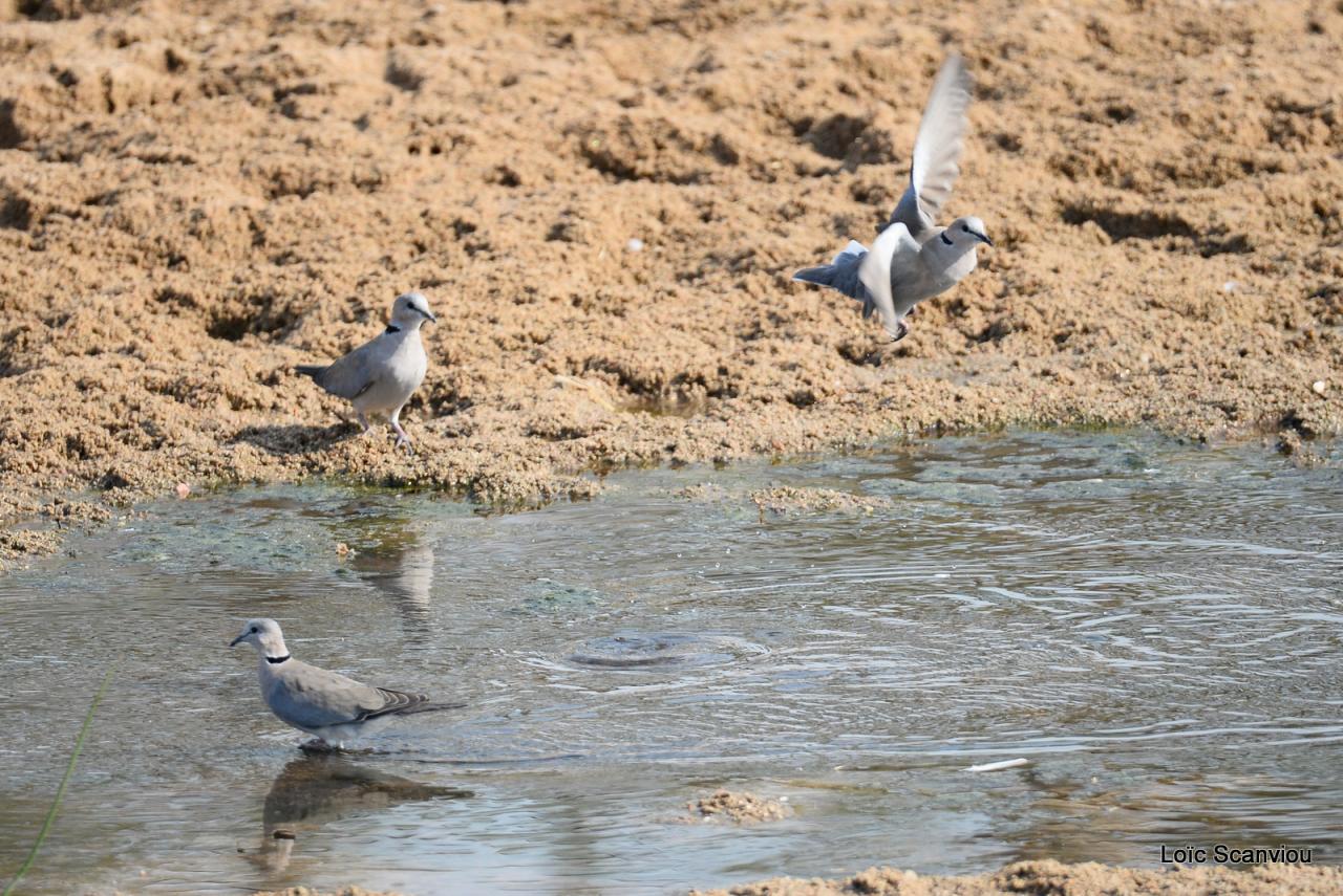 Tourterelle pleureuse/African Mourning Dove (1)