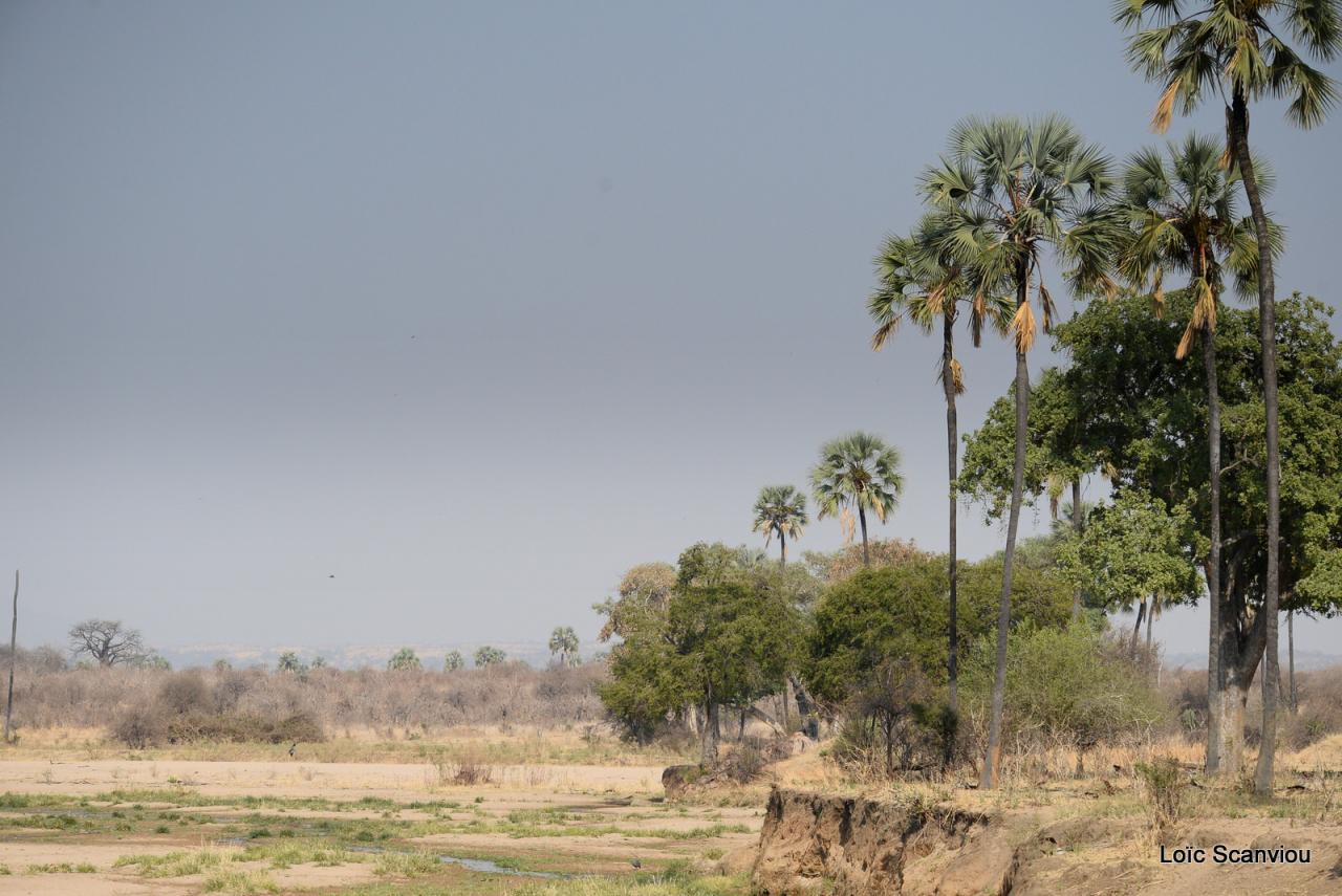Ruaha 