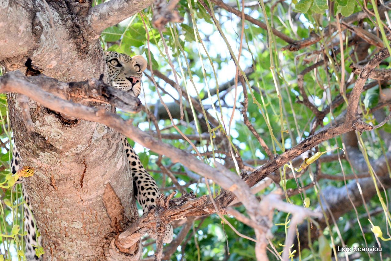 Léopard dans un arbre  (1)