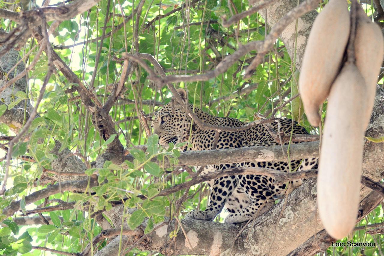Léopard dans un arbre (2)