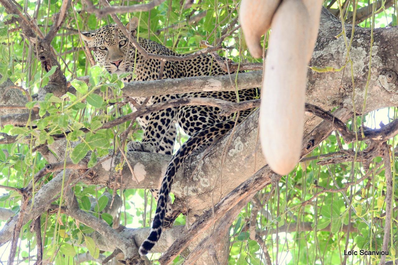 Léopard dans un arbre  (3)