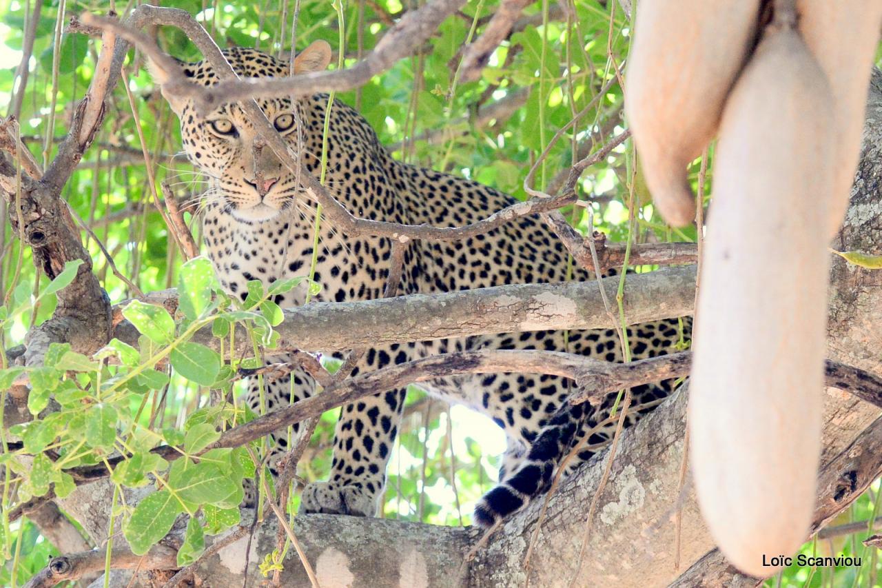 Léopard dans un arbre (4)