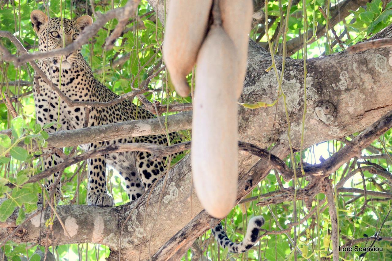 Léopard dans un arbre (5)
