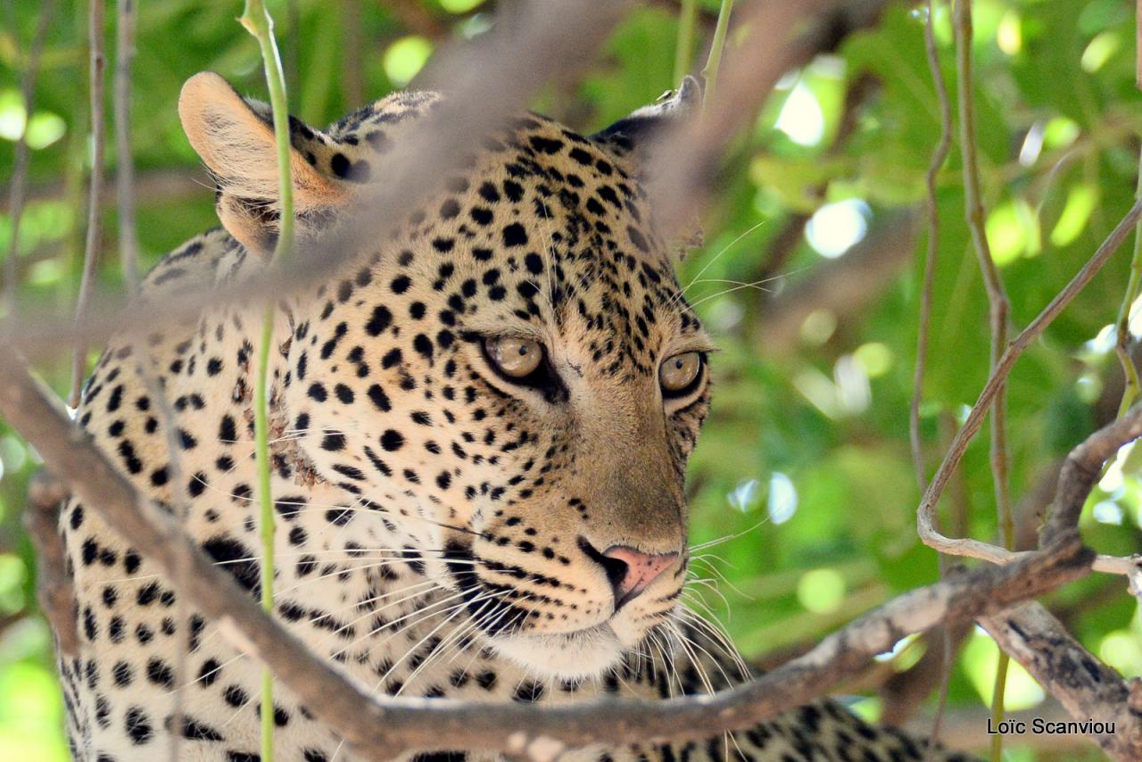 Léopard dans un arbre (6)