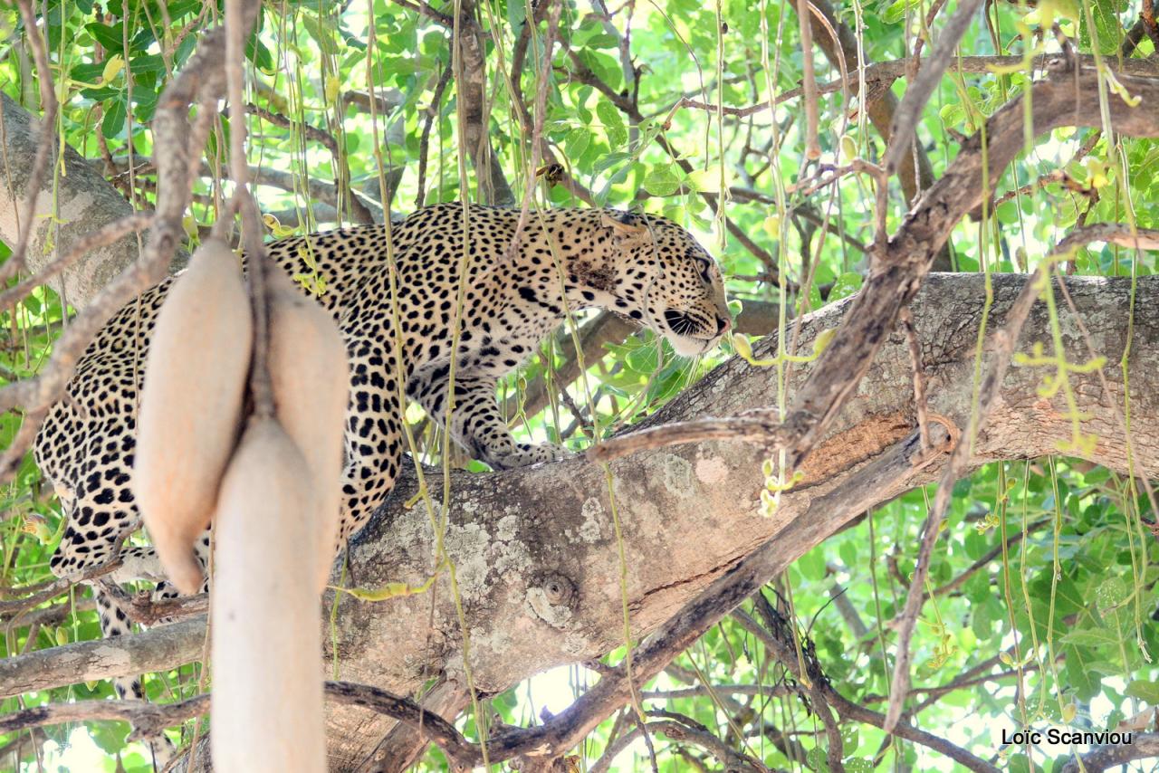 Léopard dans un arbre (7)