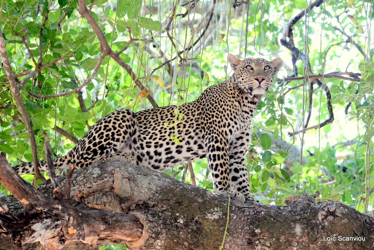 Léopard dans un arbre (8)