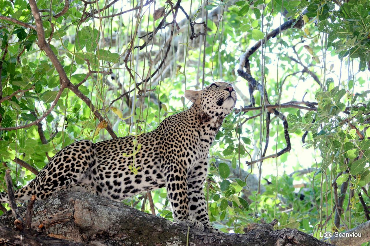 Léopard dans un arbre (9)