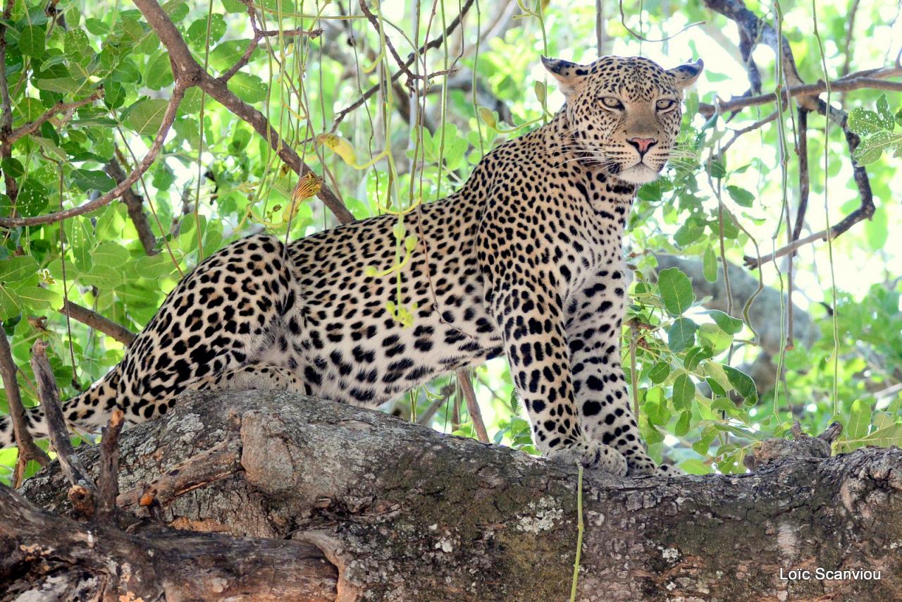 Léopard dans un arbre (10)