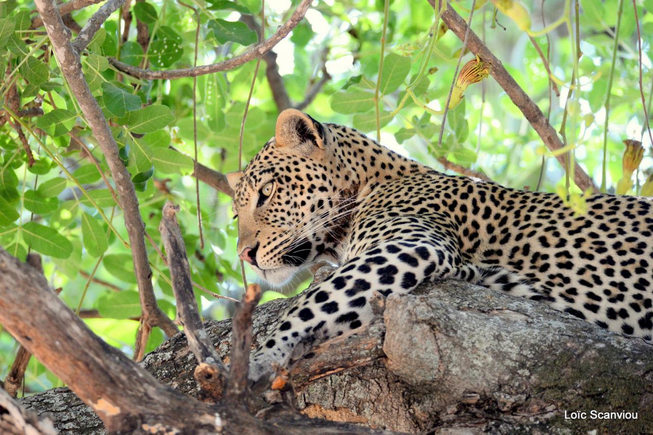 Léopard dans un arbre (11)