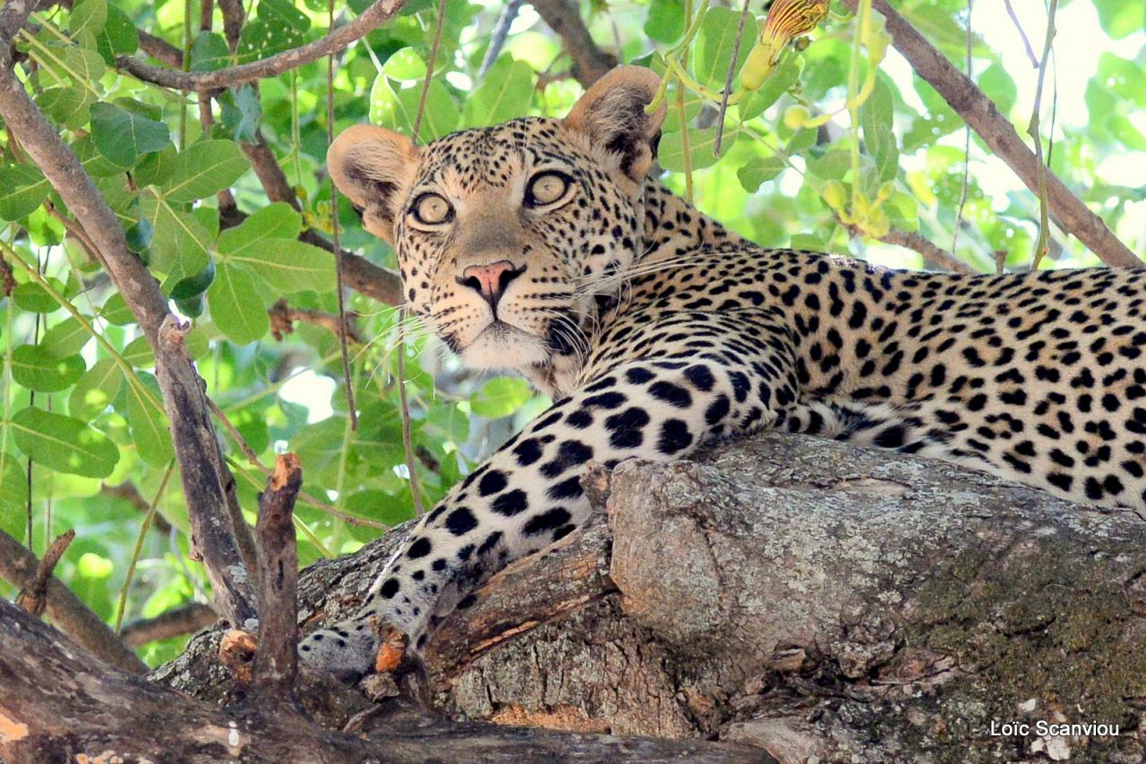 Léopard dans un arbre (12)