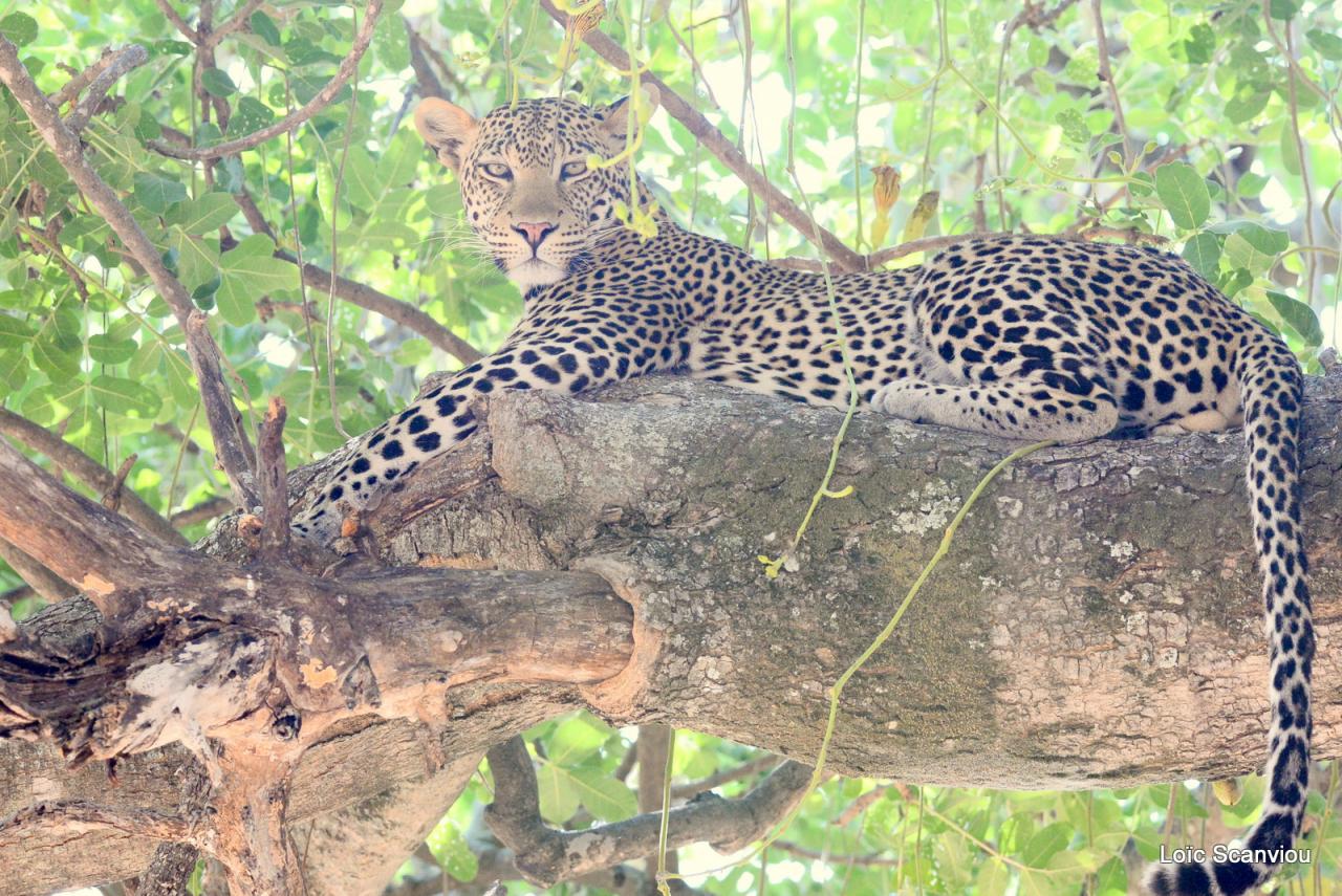 Léopard dans un arbre (14)