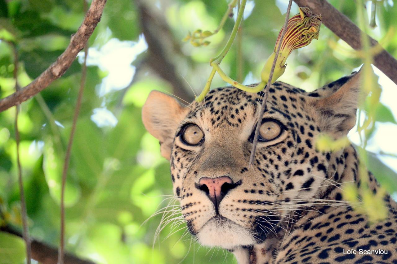 Léopard dans un arbre (16)