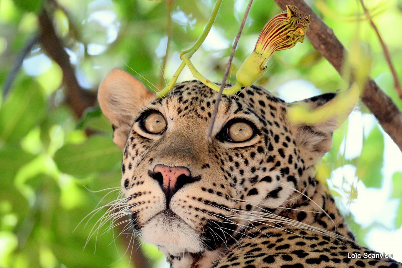 Léopard dans un arbre (17)