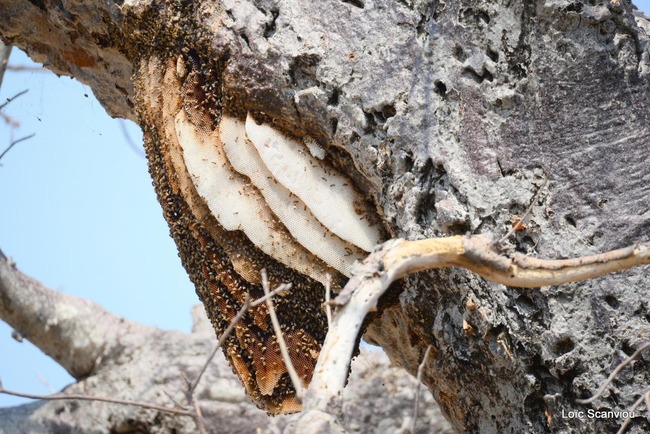 Ruaha octobre 2017 (211)