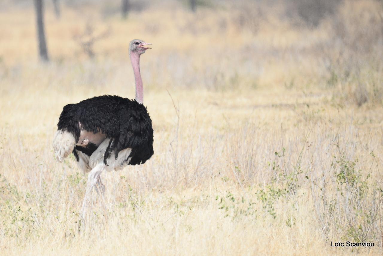 Autruche/Ostrich (1)
