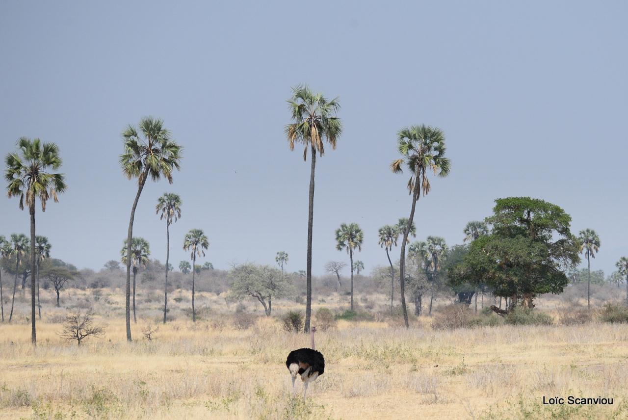 Autruche/Ostrich (2)