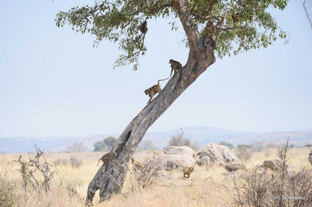 Babouin/Baboon (3)