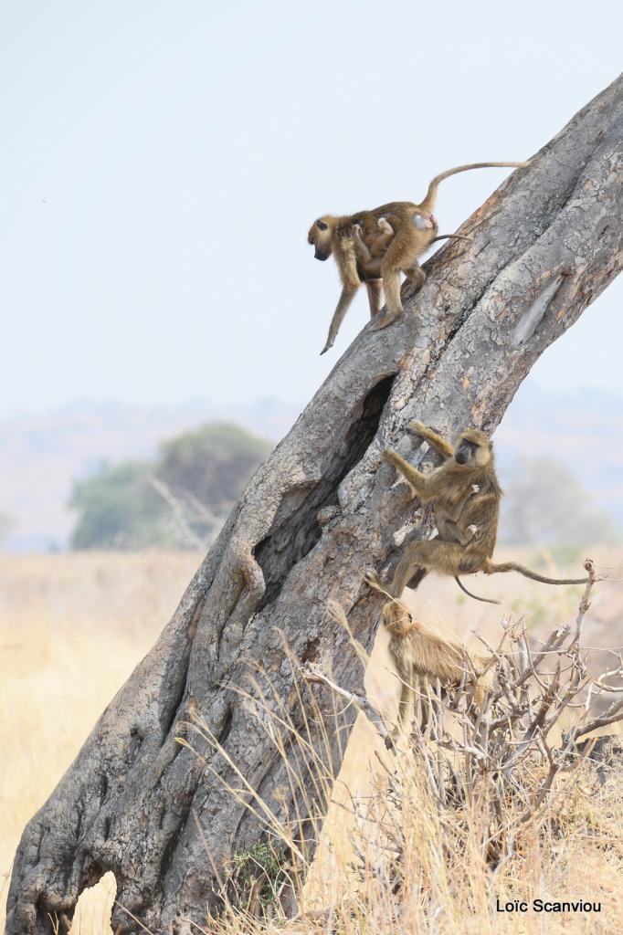 Babouin/Baboon (4)