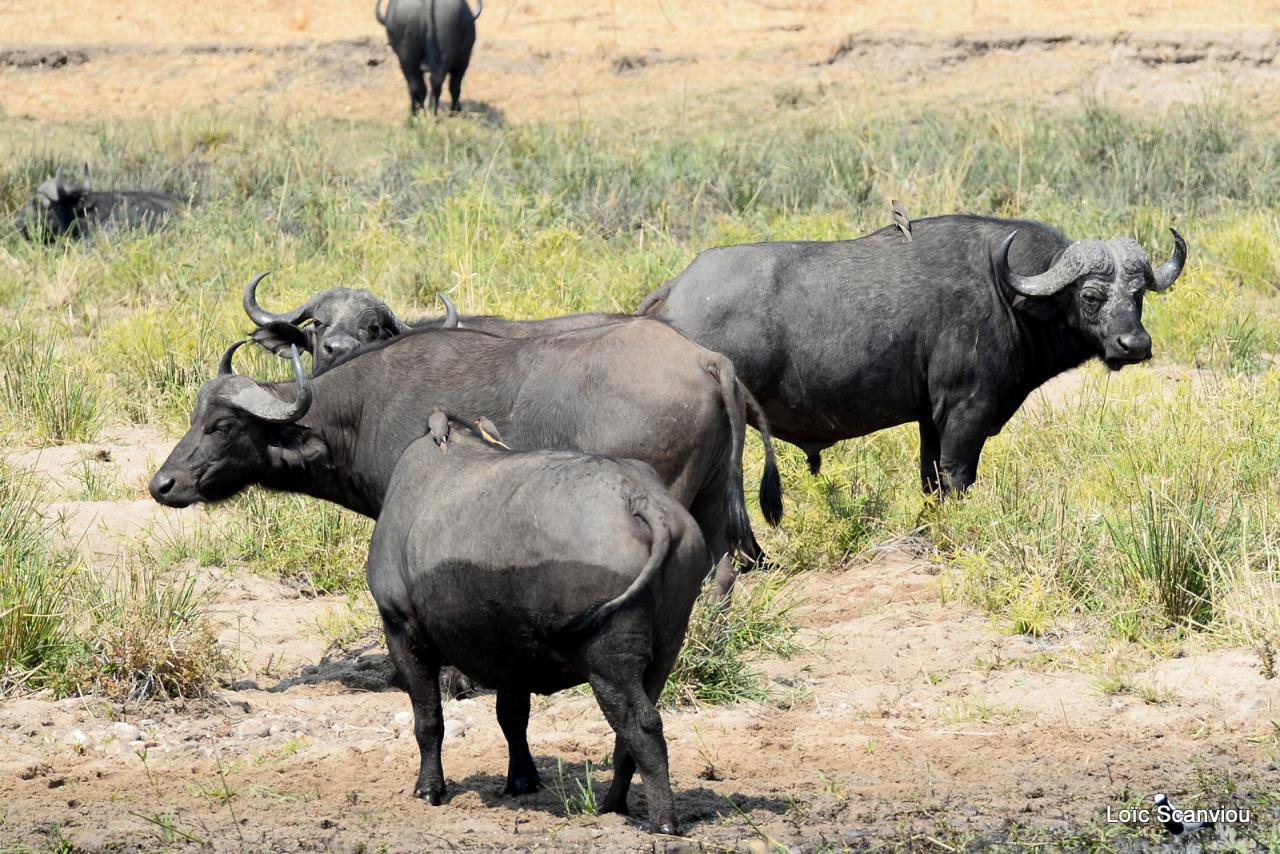 Buffle du Cap/Cape Buffalo (5)