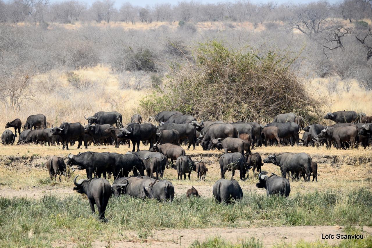 Buffle du Cap/Cape Buffalo (6)