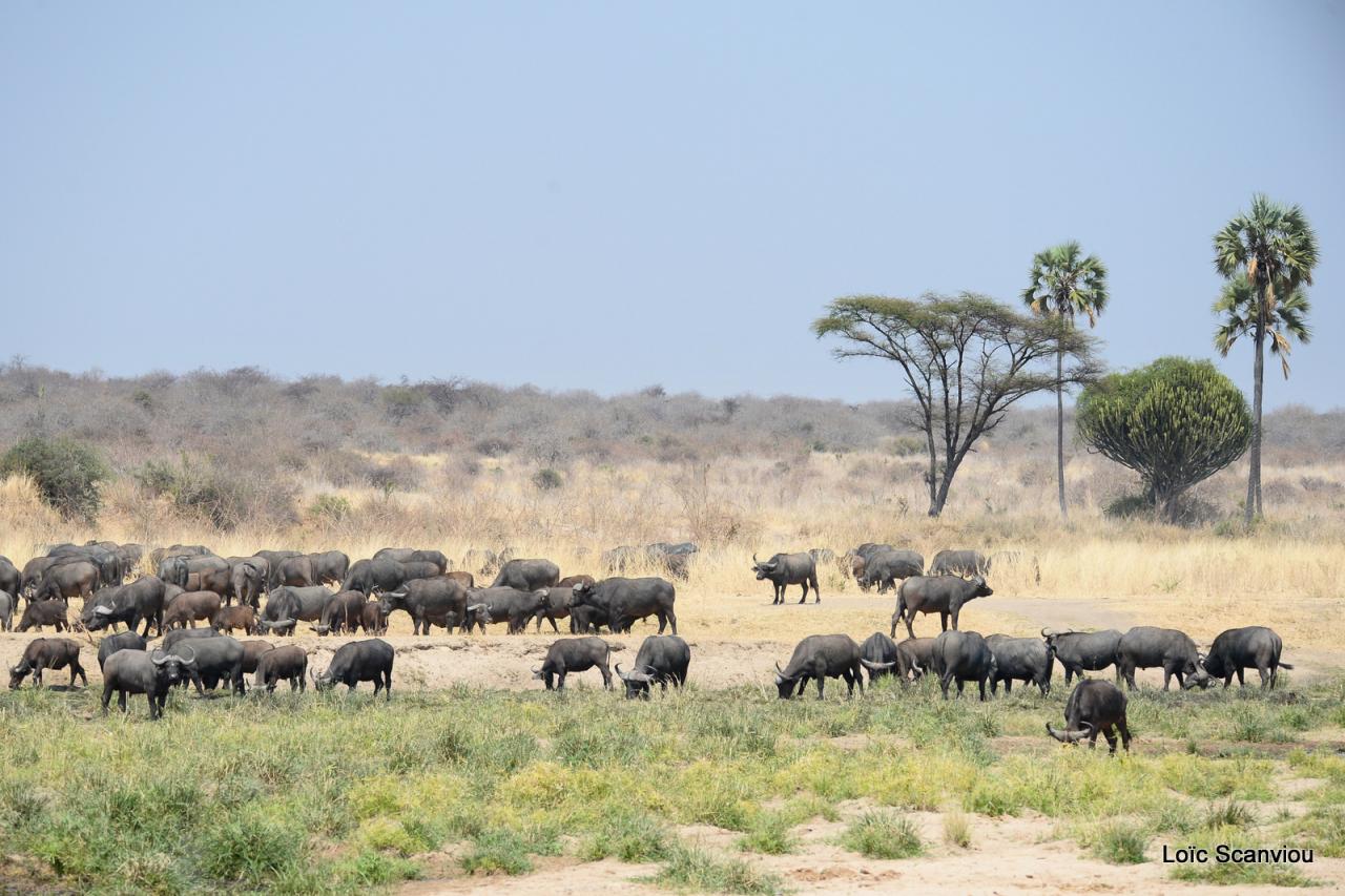 Buffle du Cap/Cape Buffalo (7)