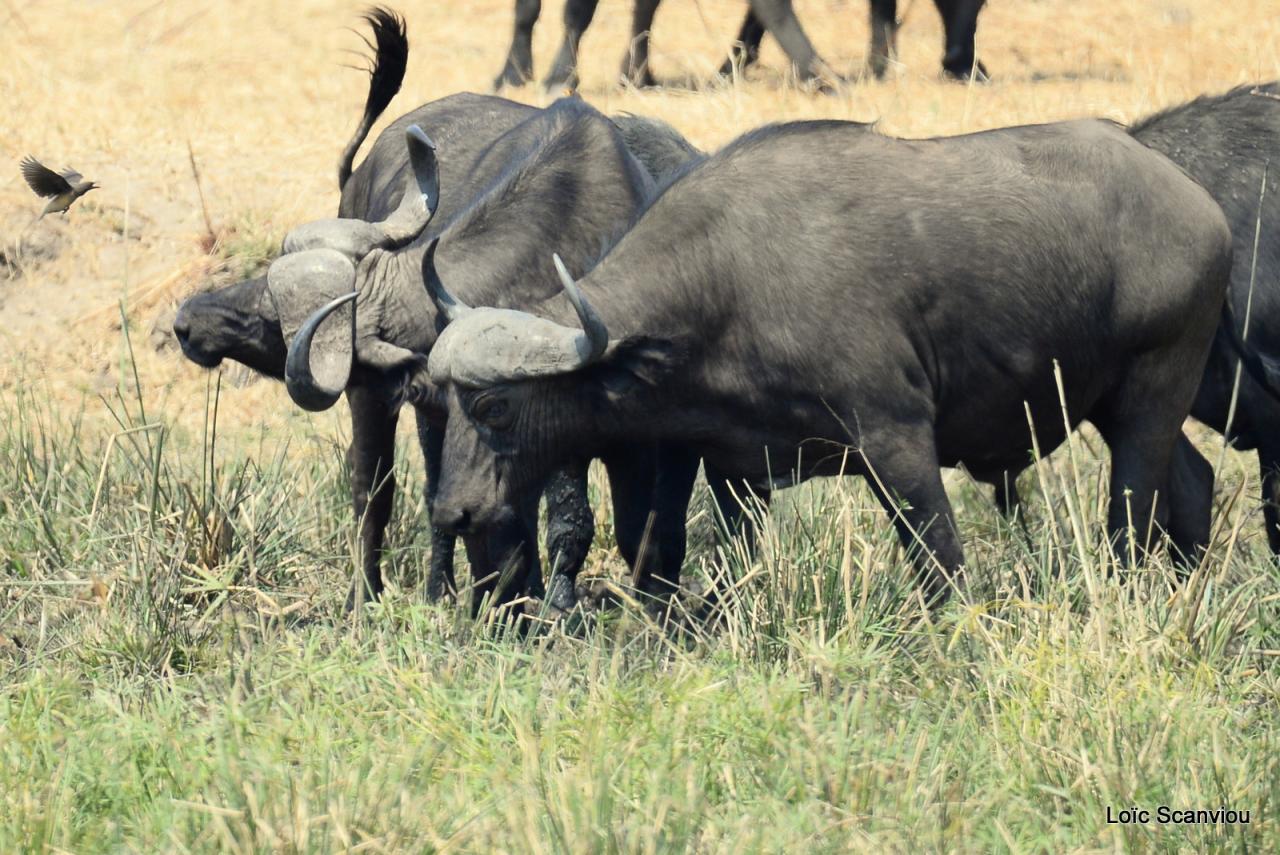 Buffle du Cap/Cape Buffalo (8)