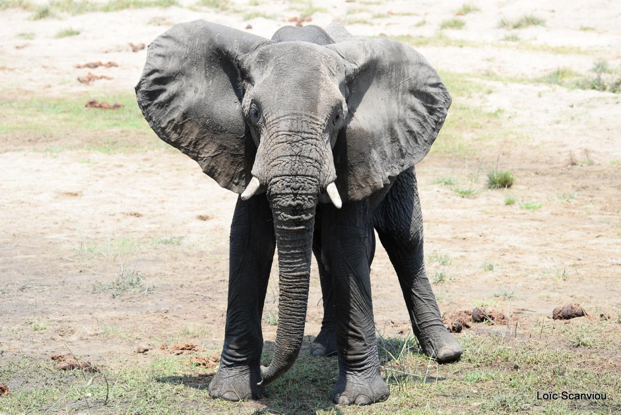 Eléphant (55)