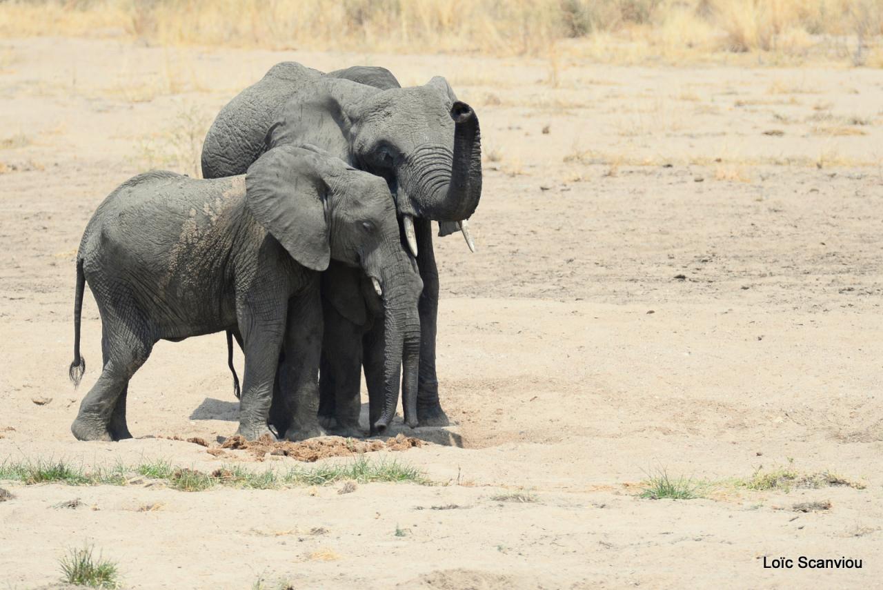 Eléphant (57)