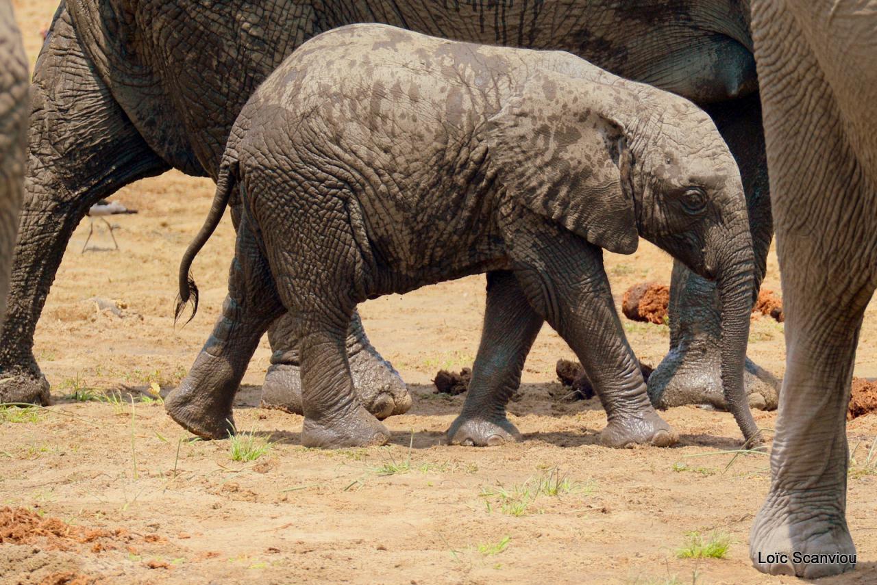 Eléphant (59)