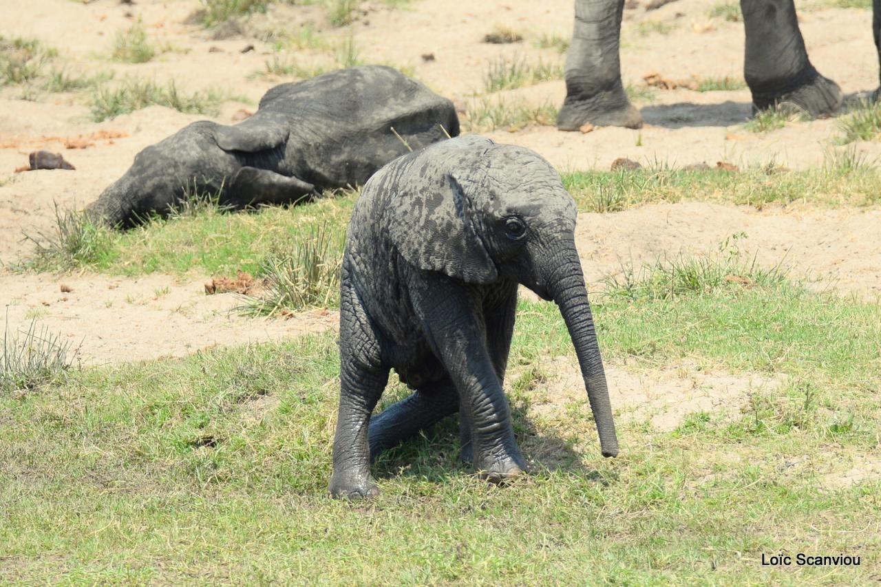 Elephant (100)